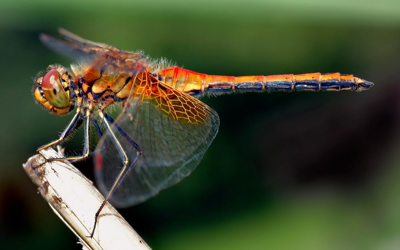 dragonflies, insect, animals, 720P