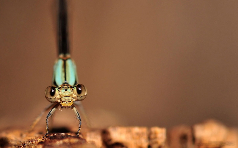 animal themes, animal, nature, pendant, day, silver, one animal, arachnid, spider, dragonflies, animal head, close-up, macro, animals in the wild, insect