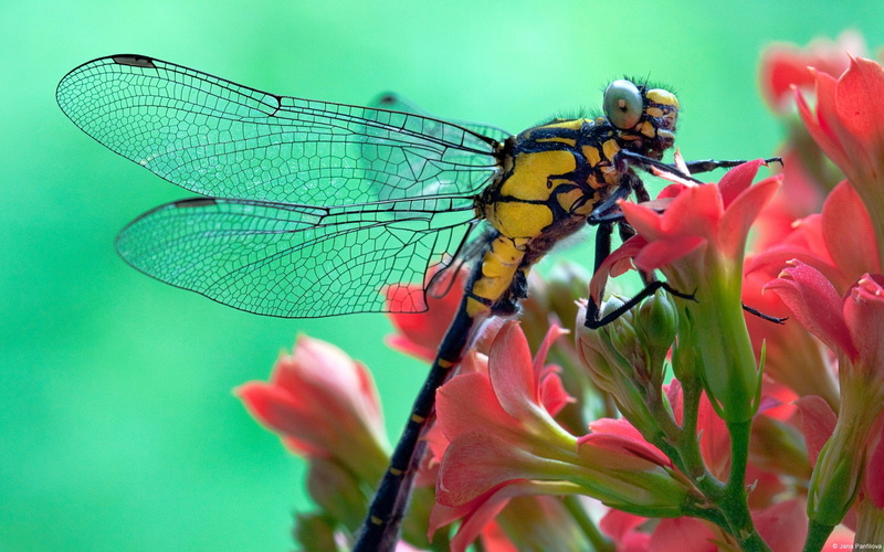 animals, insect, nature, dragonflies, 1080P
