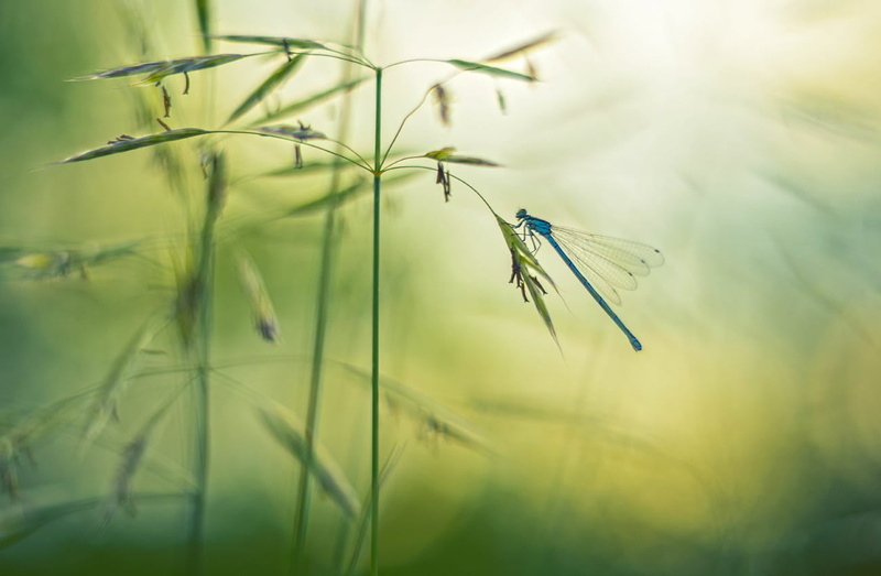 focus on foreground, invertebrate, damselfly, insect, animals in the wild, macro, dragonflies, butterfly - insect, selective focus, 720P, close-up, no people