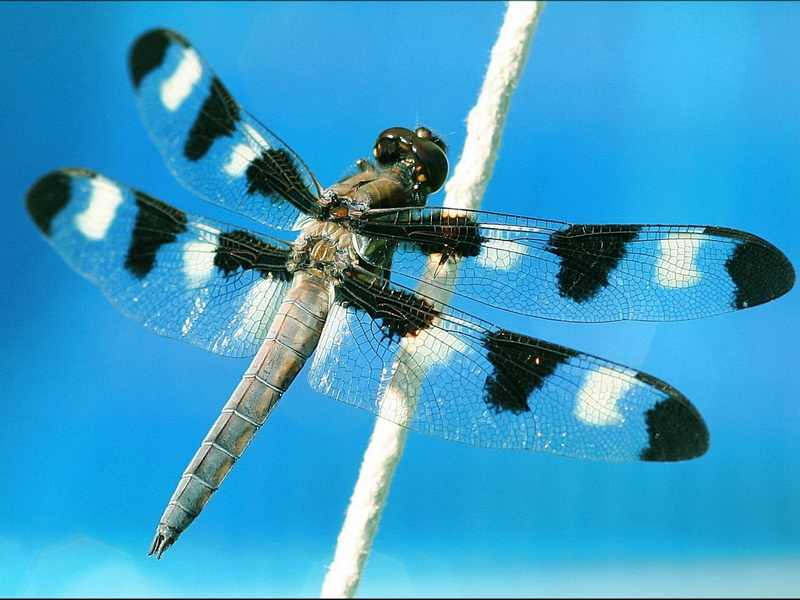 720P, dragonflies
