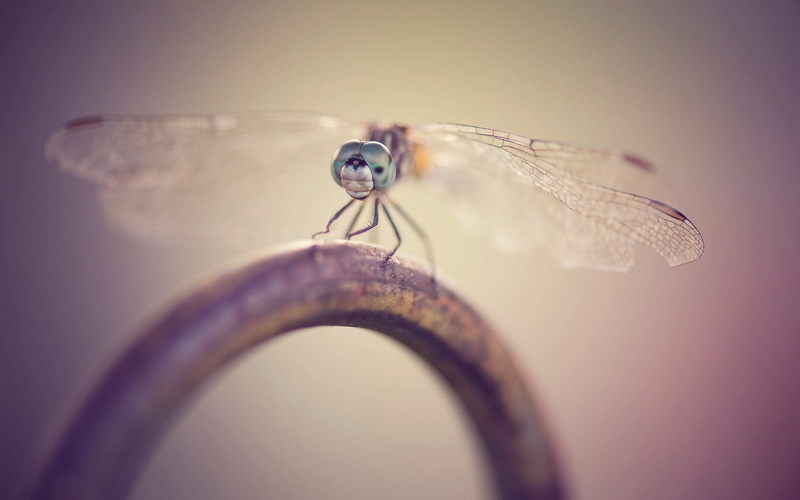 animal, animal wing, insect, nature, animals, fragility, animal wildlife, indoors, invertebrate, colored background, vulnerability, blue, animal head, macro
