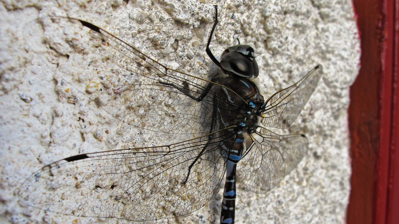 focus on foreground, blue, insect, wall - building feature, close-up, invertebrate, no people, outdoors, black, wall, depth of field, textured, animal