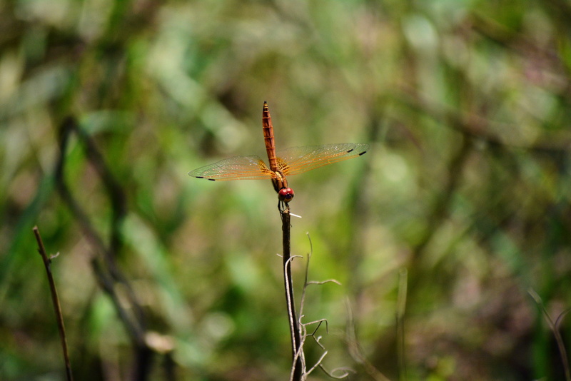 tree, one animal, close-up, twig, plant, invertebrate, nature, focus on foreground, animal, dragonflies, 4K, day, growth, sunlight, dragonfly, outdoors