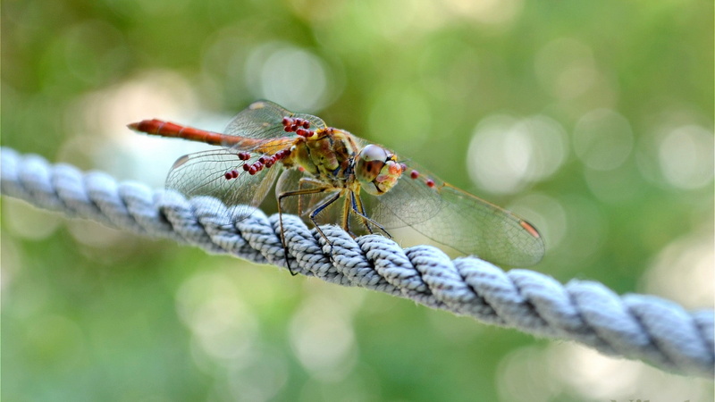 dragonflies, plant, 1080P, insect, one animal, animal themes, animal wildlife, animal, animal body part, invertebrate, macro, green color, animals in the wild