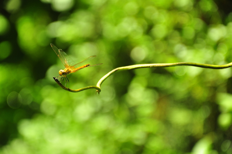green, dragonflies, 4K