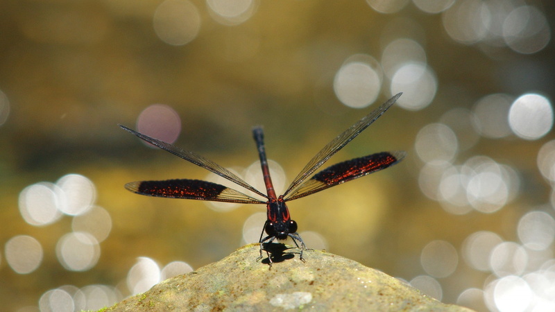 insect, animals, dragonflies, 1080P