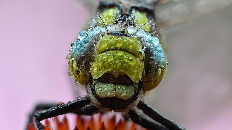 animals, 2K, insect, dragonflies