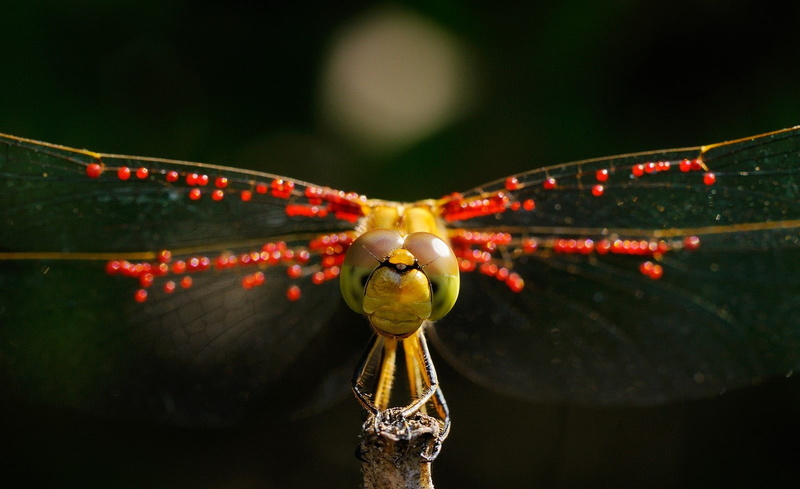 day, animals in the wild, focus on foreground, front view, nature, dragonflies, studio shot, airplane, close-up, insect, looking at viewer, macro, invertebrate