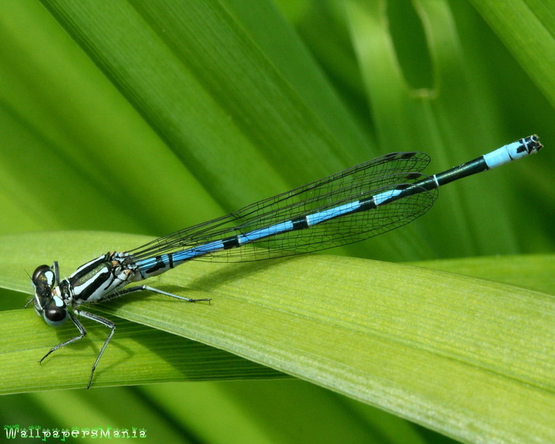 animals in the wild, invertebrate, environment, damselfly, palm leaf, insect, green color, grass, day, selective focus, outdoors, leaf, nature, animal wildlife
