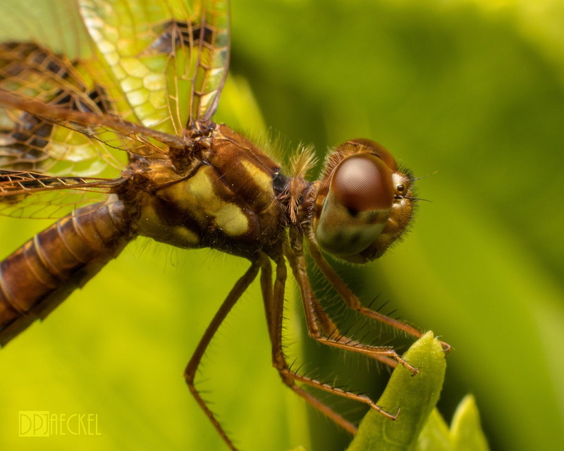 dragonflies, animal, animal wing, flower, growth, green color, animals, nature, animal wildlife, animal themes, no people, animals in the wild, plant, invertebrate