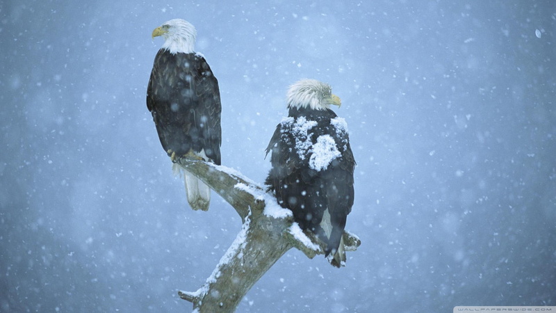 1080P, eagles, animals, storm, grey, alaska, bold, branch, snow