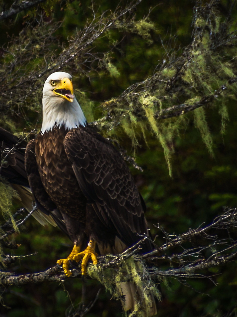 eagle - bird, sitting, beak, animals in the wild, outdoors, alaska, vertical, branch, focus on foreground, plumage, majestic, day, nature, raptor, one animal