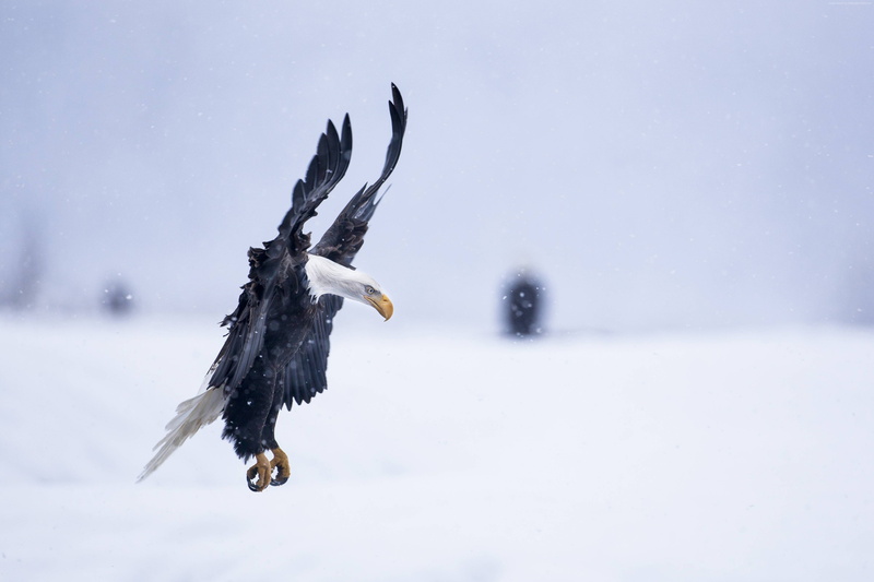 Eagle, Alaska, flight, 4K, 4k, snow, National Geographics, winter, 5k, HD