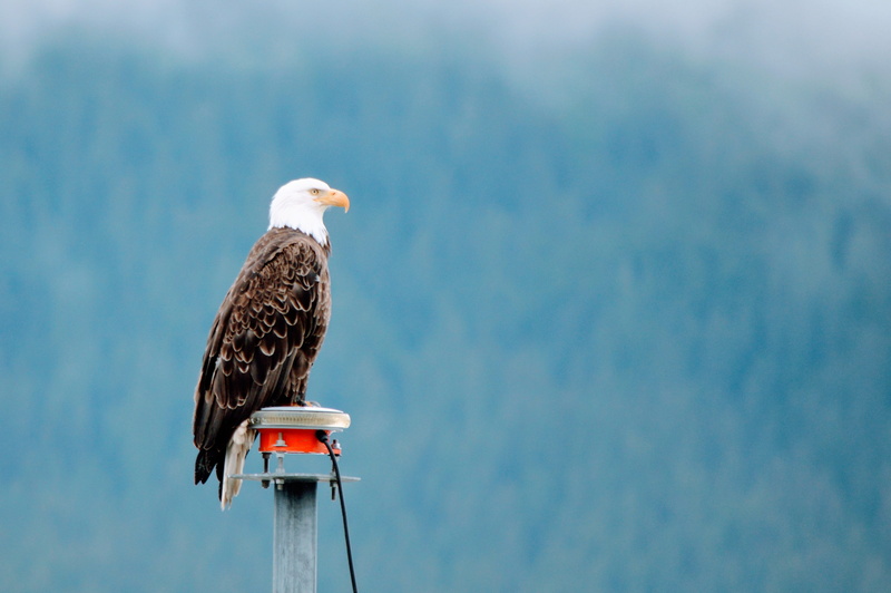 bird, bald eagle, cloud - sky, outdoors, copy space, perching, vertebrate, animal wildlife, blue, alaska, animal themes, nature, bird of prey, seward, animal
