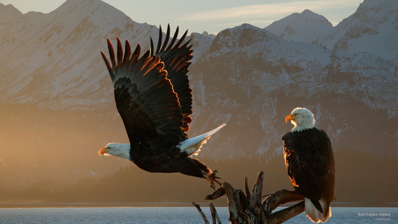 eagles, Birds, 2K, bald, alaska