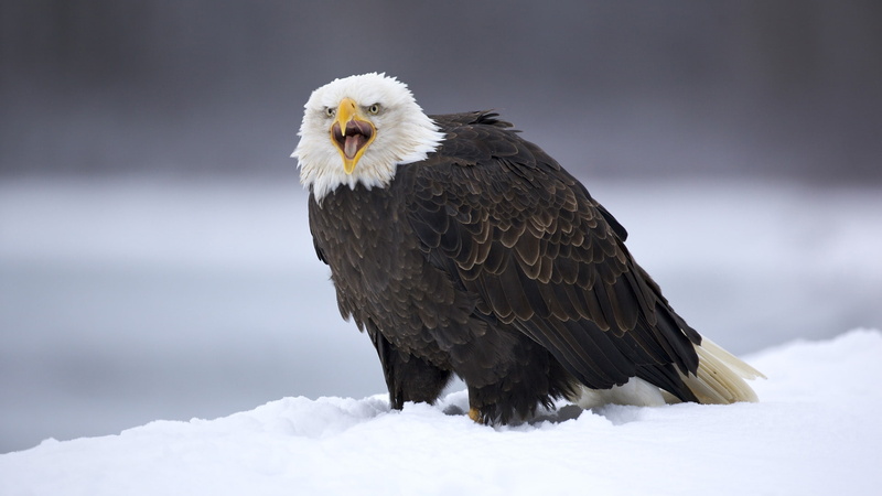 Eagle, chilkat, Winter, 1080P, Alaska, preserve, snow, Bald Eagle, birds, hd, Bird, art, bald, animals