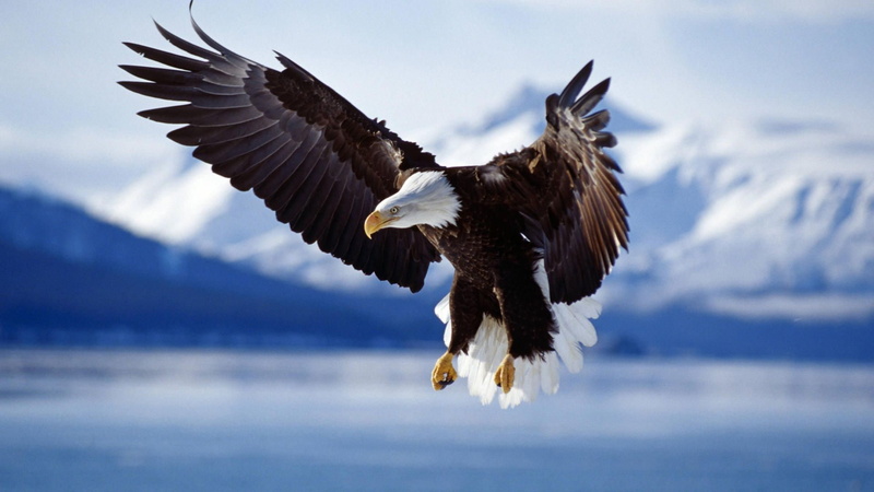 bald, birds, Alaska, beautiful, Bald Eagle, flight, hd, art, snow, animals, Eagle, 1080P