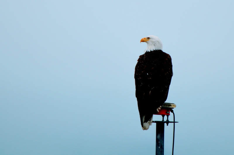 one animal, sky, clear sky, copy space, outdoors, nature, eagle, alaska, low angle view, cruise, full length, day, blue, seward, vertebrate, animal wildlife