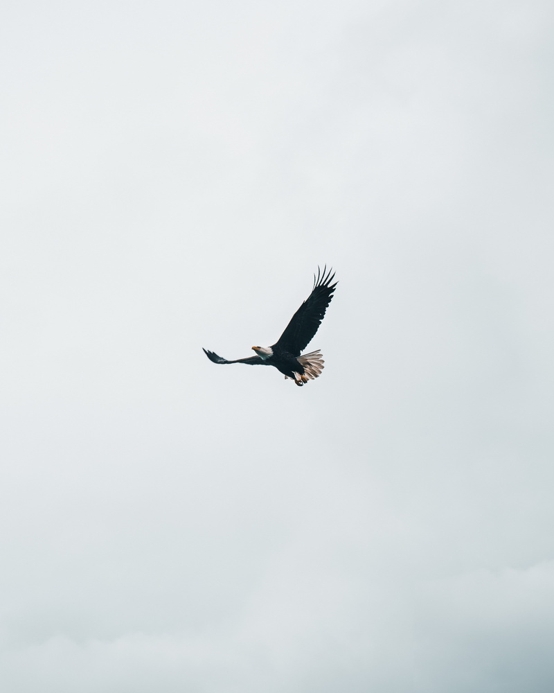 no people, animal wildlife, mid-air, flying, animal, full length, soar, bald, low angle view, bird, wing, copy space, outdoors, freedom, alaska, daytime