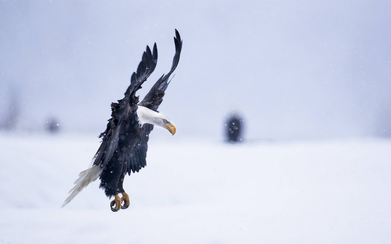 extreme weather, animal, winter, snow, motion, hd, outdoors, cold temperature, one animal, vertebrate, bird, flying, snowing, flight, spread wings, animal wildlife