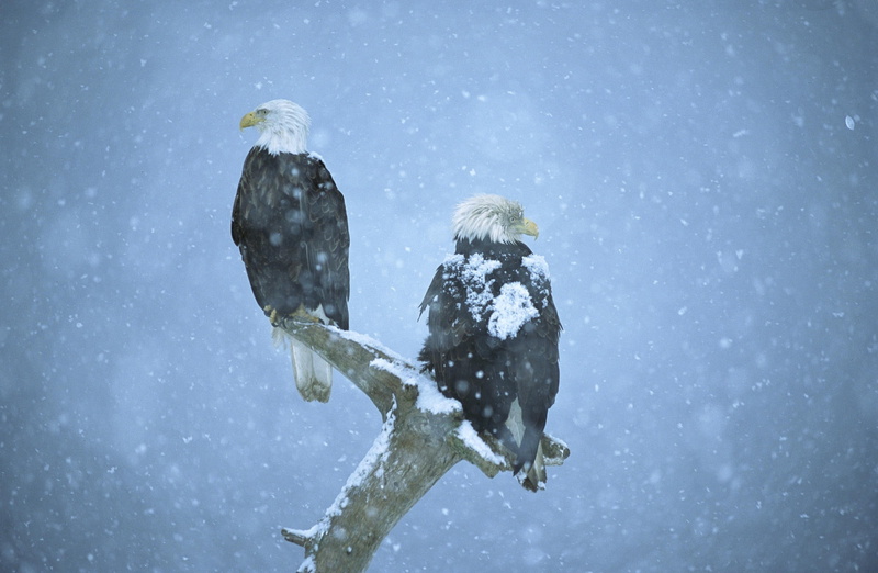 Peninsula, full length, brown, bird, perching, snowing, cold temperature, Animals, Birds, outdoors, Bald, Kenai, animal wildlife, vertebrate, animals in the wild