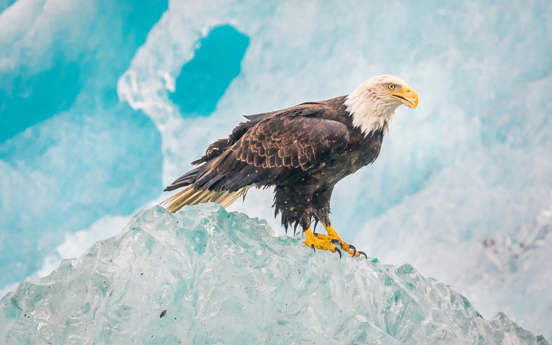 4k, 4K, Alaska, eagle, iceberg