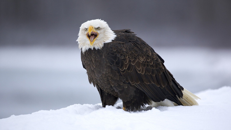 alaska, eagles, 1080P, bald