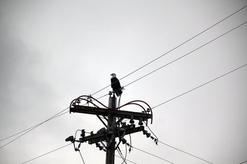 sky, electricity pylon, no people, seward, electricity, valdez, cruise, animal themes, landscape, eagle, cable, wildlife, animals in the wild, flying, low angle view