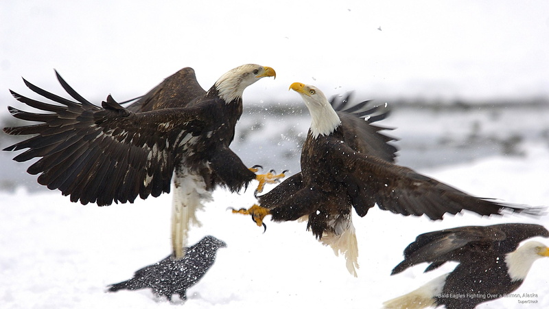 eagles, fighting, salmon, alaska, 2K, bald, Birds