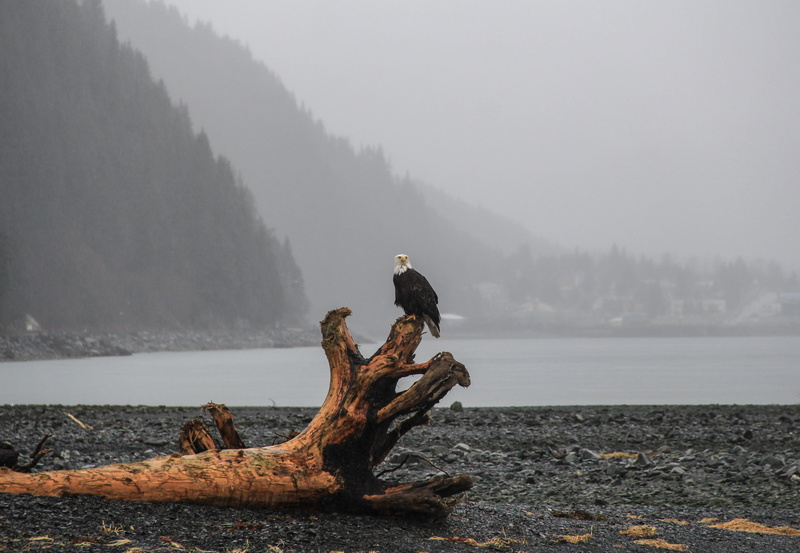 scenics - nature, beauty in nature, water, eagle, foggy, 4K, beach, mountain, timber, land, avian, fog, wood, plant, log, tranquility, animal, outdoors
