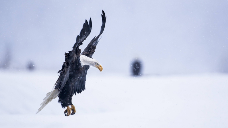 National Geographics, Alaska, winter, HD, Eagle, snow, flight, 5k, 4K