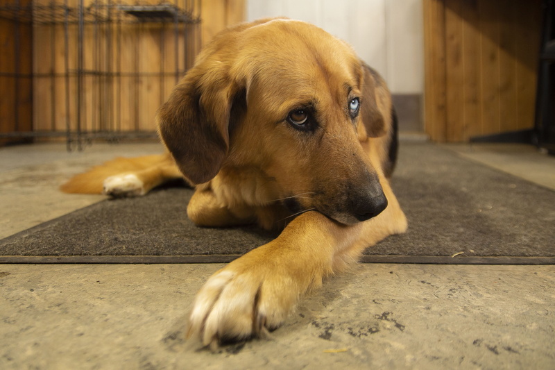 one animal, young animal, domestic animals, alaska, focus on foreground, wood, animal head, animal, lying down, portrait, fluffy, home, winter, warm, pets