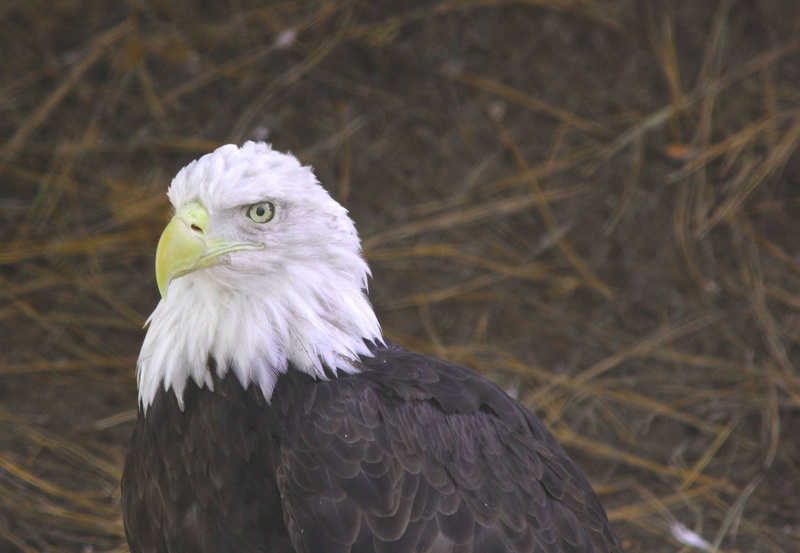 bird, eagle, beak, animal, looking away, profile view, animal eye, bald eagle, alaska, focus on foreground, nature, 4K, animal wildlife, looking, outdoors