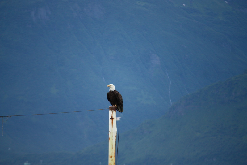 pole, low angle view, animals in the wild, seagull, 4K, bald, wildlife, tailed, white, one animal, animal wildlife, valdez, wooden post, day, White Tailed Eagle