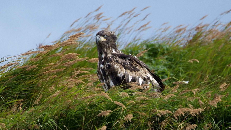 1080P, animal themes, no people, bald, vertebrate, growth, survival, nature, day, animals in the wild, animal, grass, outdoors, bird of prey, sky, rivers