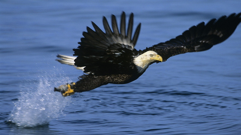 1080P, fishing, bald, alaska, eagles