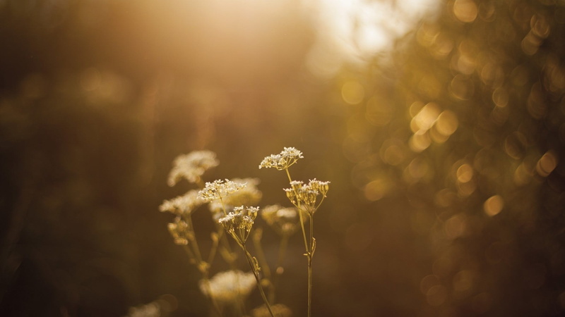 focus on foreground, field, outdoors, close-up, lens flare, chain, freshness, gold, sunlight, vulnerability, beauty in nature, growth, depth of field, softness