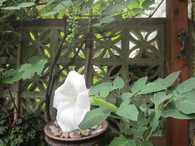 4K, flower, petal, flower head, white color, vulnerability, nature, outdoors, day, front or back yard, wood - material, plant, plant part, beauty in nature