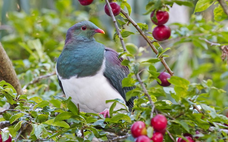 food, purple, white, vertebrate, back, animal themes, leaf, plant, perching, day, plant part, head, green, fruit, bird, sheen, eyes, chest, outdoors, animal wildlife