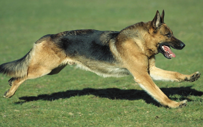 aggression, running, 2K, land, tan, side view, mouth, domestic Animals, shepherd, black, animal mouth, vertebrate, german Shepherd, pets, puppy, one Animal