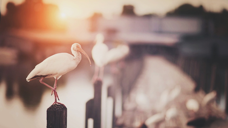 white, filter, focus on foreground, birds, long, building exterior, animal, luxury, 1080P, white color, animal themes, nature, animal wildlife, day, travel destinations