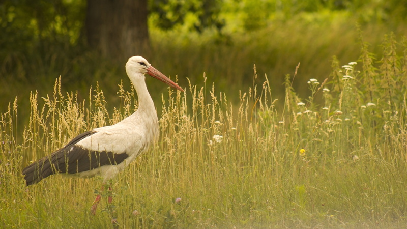 Walk, white, Stork, 4K, Grass, black, close, beck, feathered, Bird, orange