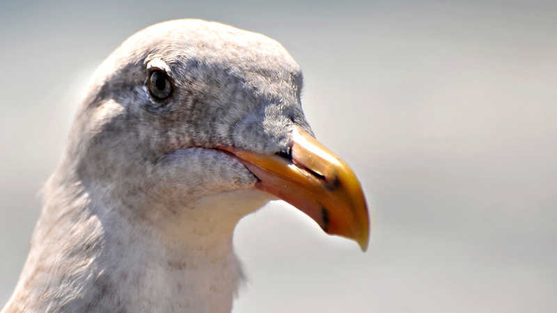 day, head, looking, profile view, sky, animal mouth, animal themes, white, animals In The Wild, feather, animal body part, flying, no people, focus on foreground