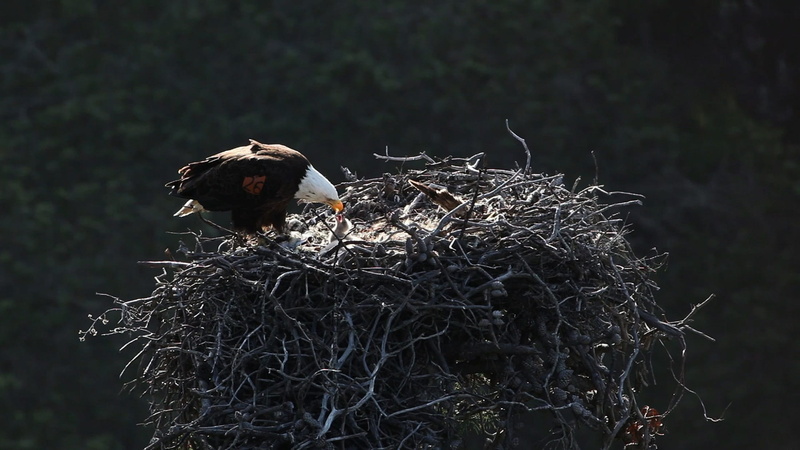 hunter, vertebrate, 1080P, talons, tree, animal, plant, dead plant, one animal, baby, day, beak, adult, national, dry, focus on foreground, animal themes