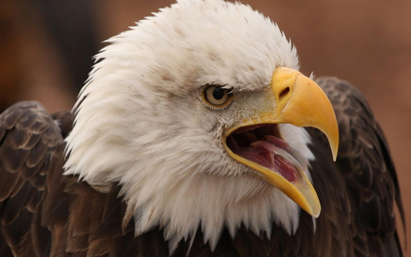 young, hd, 1080P, leucocephalus, mlad, desktop, american, eagle, backgrounds, haliaeetus