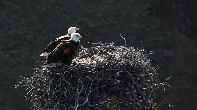 animal family, bald, hunter, symbol, 1080P, animal, two, bird, prey, wild, eagle, talons, animals in the wild, photography, tree, two animals, young bird