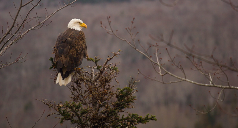 bill, white head, animal body part, bird, haliaeetus leucocephalus, eagle, eagle - bird, plant, white tailed eagle, vertebrate, tree, animal themes, twig