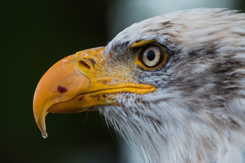 eagle, 1080P, leucocephalus, adler, bald, raptor, haliaeetus