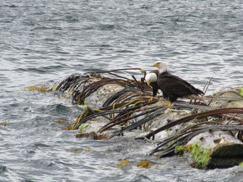 waterfront, one animal, bird, animal wildlife, animal family, Bird Of Prey, two animals, 4K, birds, sea, outdoors, Eagles, water, fishing, animal themes
